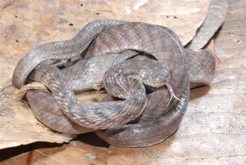 Boiga irregularis observed 2008-07-15