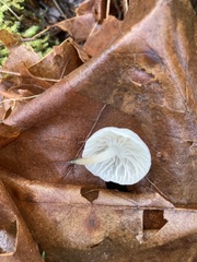Marasmiellus candidus