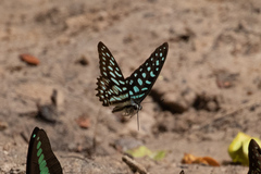 Graphium arycles