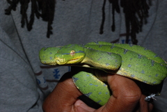 Morelia viridis