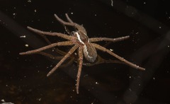 Dolomedes