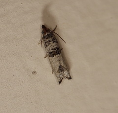 Spilonota constrictana