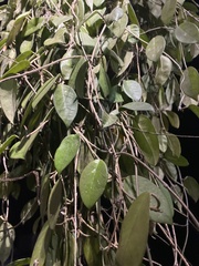 Trachelospermum jasminoides