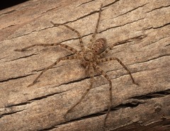 Heteropoda