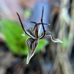 Scoliopus bigelovii