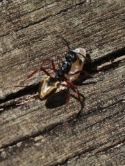 Dolichoderus doriae