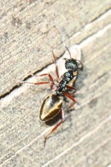Dolichoderus doriae
