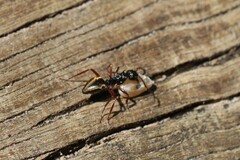 Dolichoderus doriae