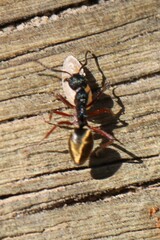 Dolichoderus doriae