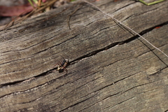 Dolichoderus doriae