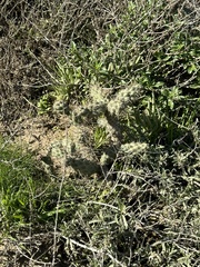 Cylindropuntia prolifera