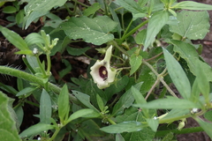 Dictyanthus ceratopetalus