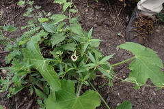 Dictyanthus ceratopetalus