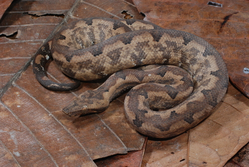 Candoia paulsoni observed 2008-07-20