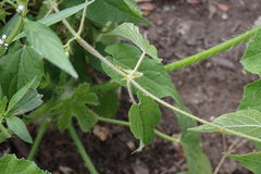 Dictyanthus ceratopetalus