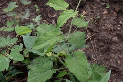 Dictyanthus ceratopetalus