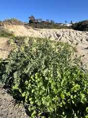Astragalus trichopodus