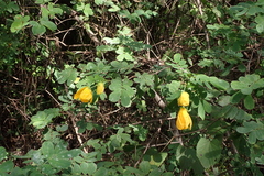 Senna pallida