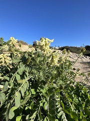 Astragalus trichopodus