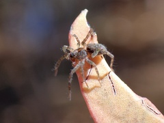 Artoriinae