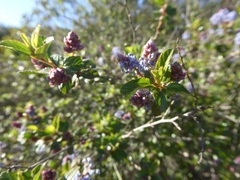 Ceanothus tomentosus