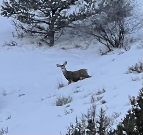 Mule Deer photographed in Idaho
