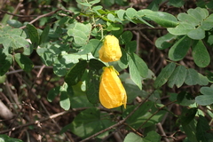 Senna pallida