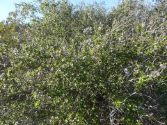 Ceanothus tomentosus