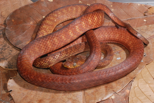 Boiga irregularis observed 2008-07-24