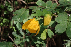 Senna pallida