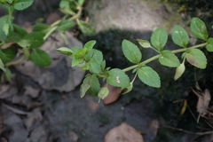 Mecardonia procumbens