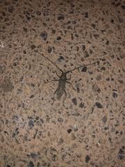 Susuacanga stigmatica