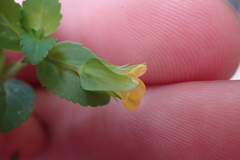 Mecardonia procumbens