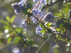 Ceanothus tomentosus