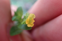 Mecardonia procumbens