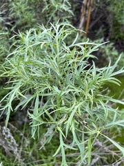 Artemisia palmeri
