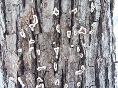 Aleurodiscus oakesii