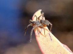 Artoriinae