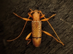 Xuthodes punctipennis