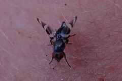 Ulidiidae