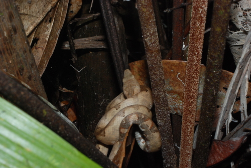 Candoia paulsoni observed 2008-07-25
