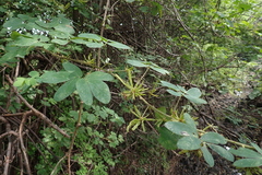 Mimosa albida