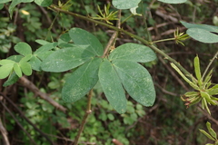 Mimosa albida