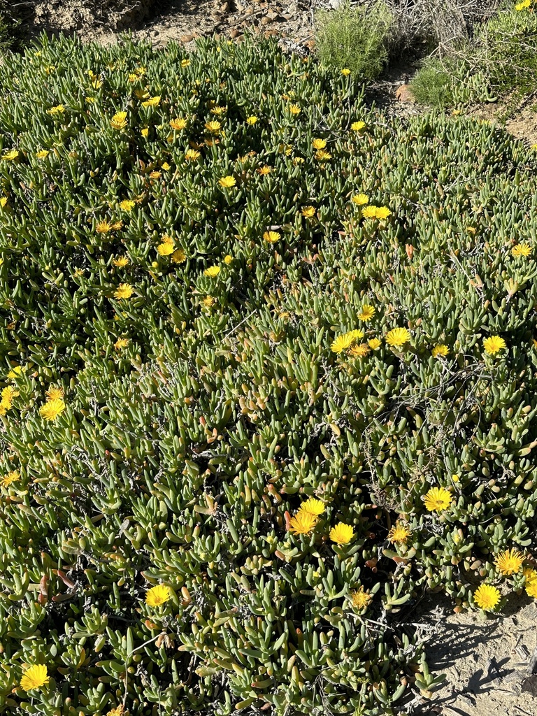 rocky point ice plant from Scripps Coastal Reserve, San Diego, CA, US