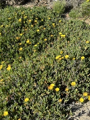 Malephora lutea