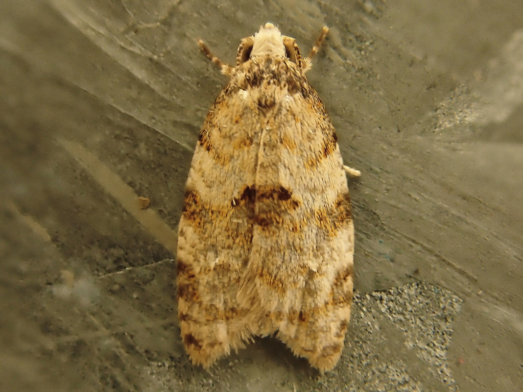 Dipterina