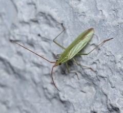 Trigonotylus