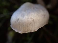 Inocybe lilacina