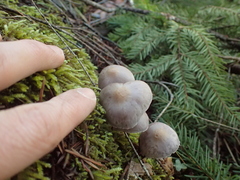 Inocybe lilacina