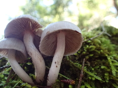 Inocybe lilacina